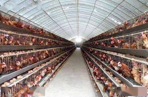 鸡群热应激的常态急救方法与管理策略